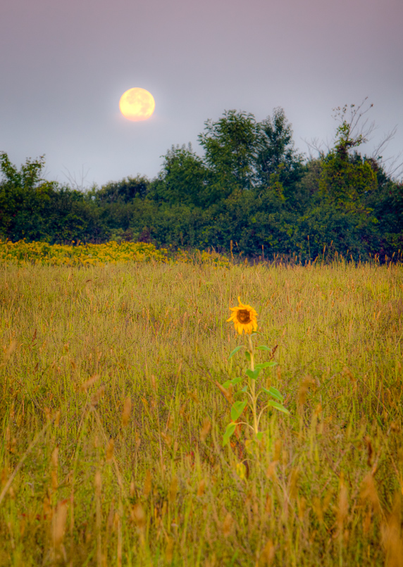 Moonset on a Sunflower