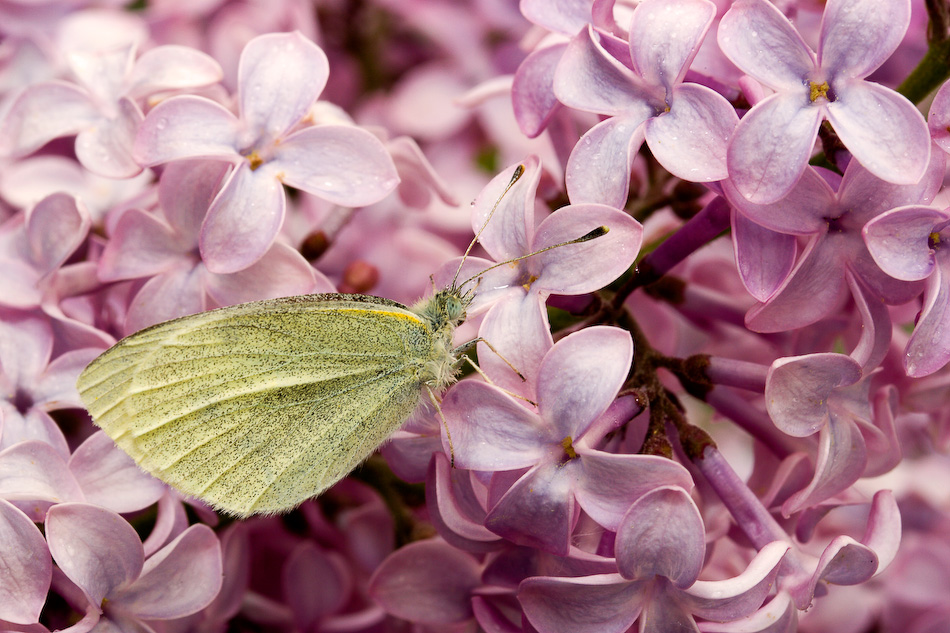 Images by Paul Yarnall