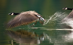 Taking Flight