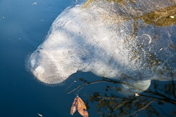 manatee-250-thumb1