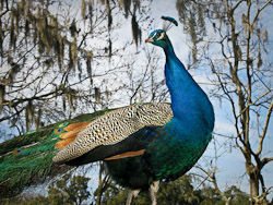 peacock-250-thumb1
