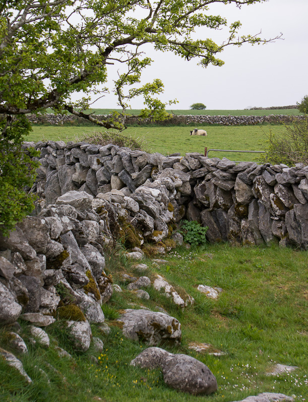 Two Sheep