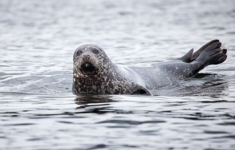 Harbor Seal