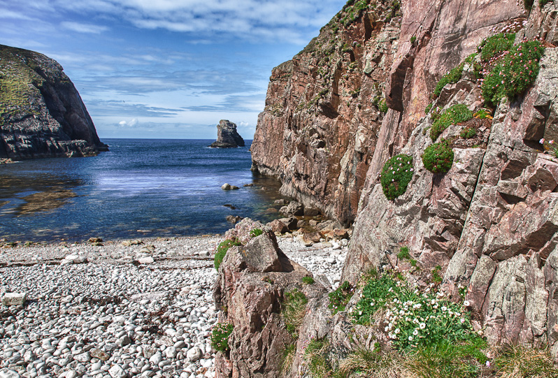 Flowers by the Sea