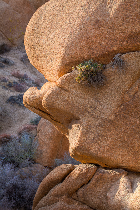 Face West